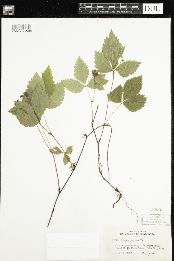 Rubus pubescens image
