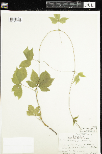Rubus pubescens image