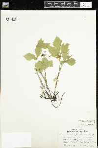 Rubus pubescens image