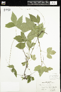 Rubus pubescens image