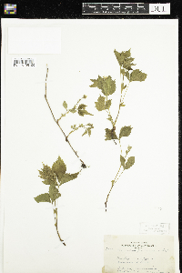Rubus pubescens image