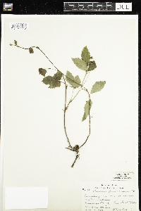 Rubus pubescens image