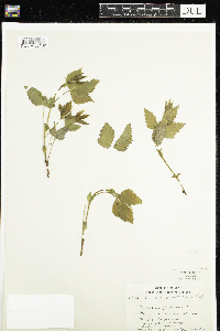Rubus pubescens image