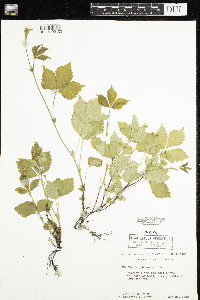 Rubus pubescens image