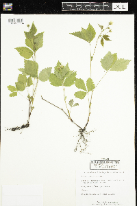 Rubus pubescens image