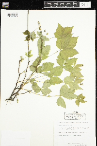 Rubus pubescens image