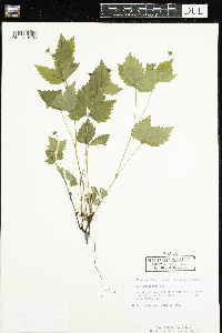 Rubus pubescens image