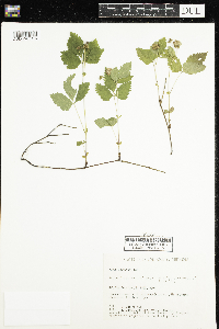 Rubus pubescens image