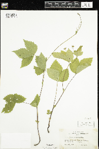Rubus pubescens image