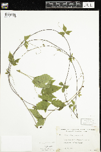 Rubus pubescens image