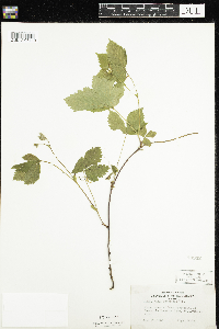 Rubus pubescens image