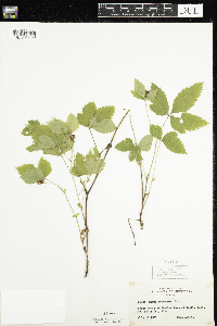 Rubus pubescens image