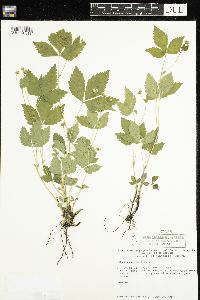 Rubus pubescens image