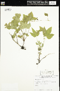 Rubus pubescens image