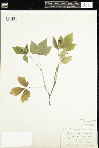 Rubus pubescens image