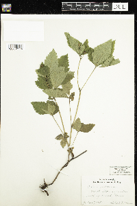 Rubus pubescens image
