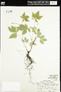 Rubus pubescens image