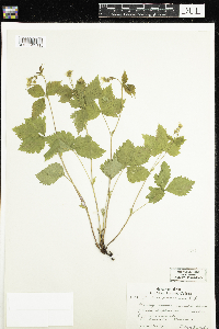 Rubus pubescens image