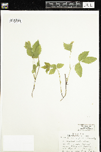 Rubus pubescens image