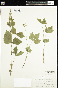 Rubus pubescens image