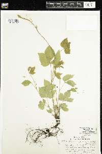 Rubus pubescens image
