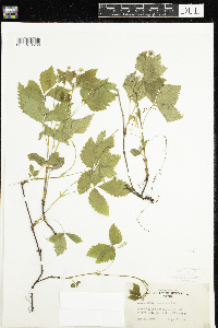 Rubus pubescens image