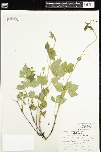 Rubus pubescens image