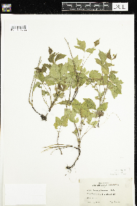 Rubus pubescens image