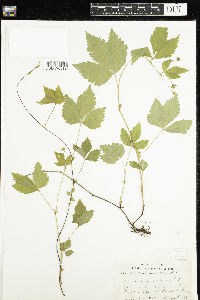 Rubus pubescens image