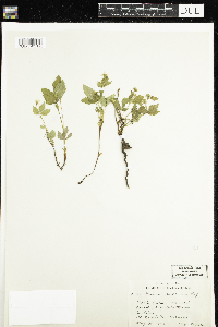 Rubus pubescens image