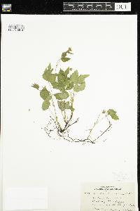 Rubus pubescens image