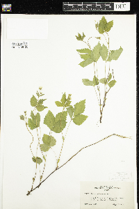 Rubus pubescens image