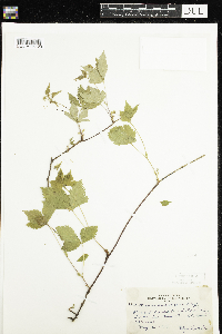 Rubus pubescens image