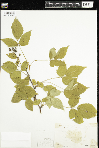 Rubus pensilvanicus image