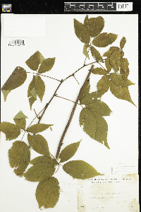 Rubus pensilvanicus image