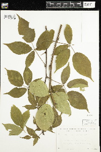 Rubus pensilvanicus image