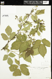 Rubus pensilvanicus image