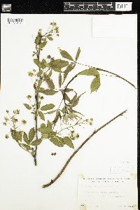 Rubus pensilvanicus image