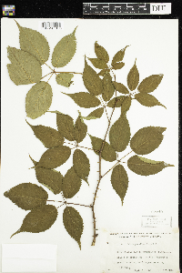 Rubus pensilvanicus image