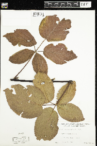 Rubus pensilvanicus image