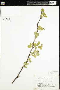 Rubus recurvans image