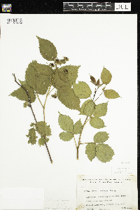 Rubus recurvans image