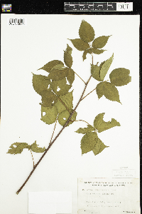 Rubus recurvans image