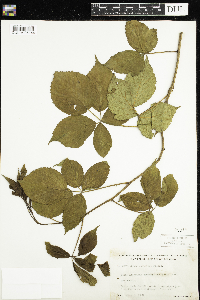 Rubus recurvans image