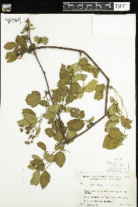 Rubus recurvans image