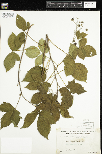 Rubus recurvans image