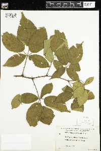 Rubus pensilvanicus image