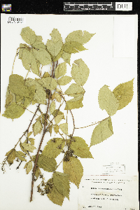Rubus pensilvanicus image