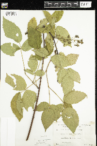 Rubus pensilvanicus image