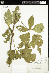 Rubus pensilvanicus image